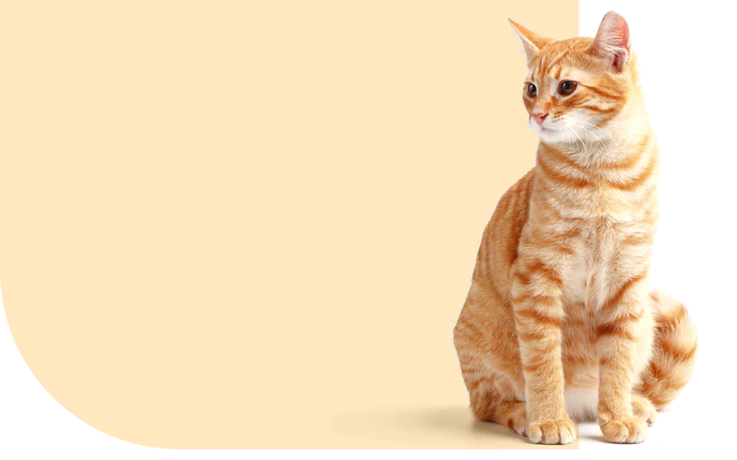 Healthy Cat Food